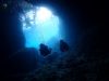 お魚いっぱい青の洞窟体験ダイビング