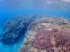 サンゴ活き活き水納島遠征、ファンダイビング