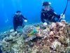 夏の慶良間体験ダイビング
