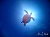 安定している海況、透明度の中、慶良間ファンダイビング