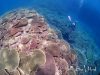 水納島、瀬底島deファンダイビング