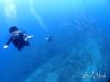 海が荒れて穏やかで安全な砂辺で体験ダイビング