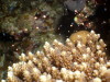 今年初サンゴの産卵観察
