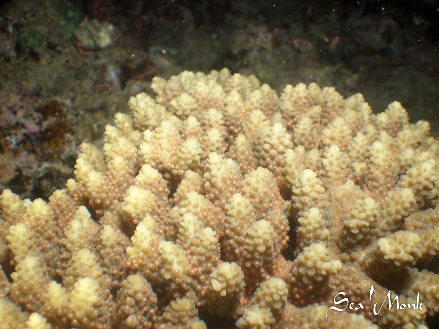 夜活３日目サンゴの産卵今期初観察 沖縄のダイビングはシーモンク